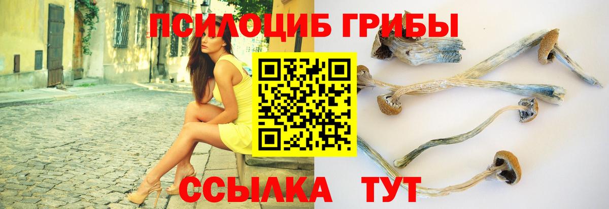 Псилоцибиновые грибы Psilocybine cubensis Курчатов